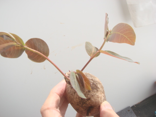 塊根植物　 phyllantmos mirabilis　 フイランシス　ミラビリス　　コーデックス　a-7９_画像6