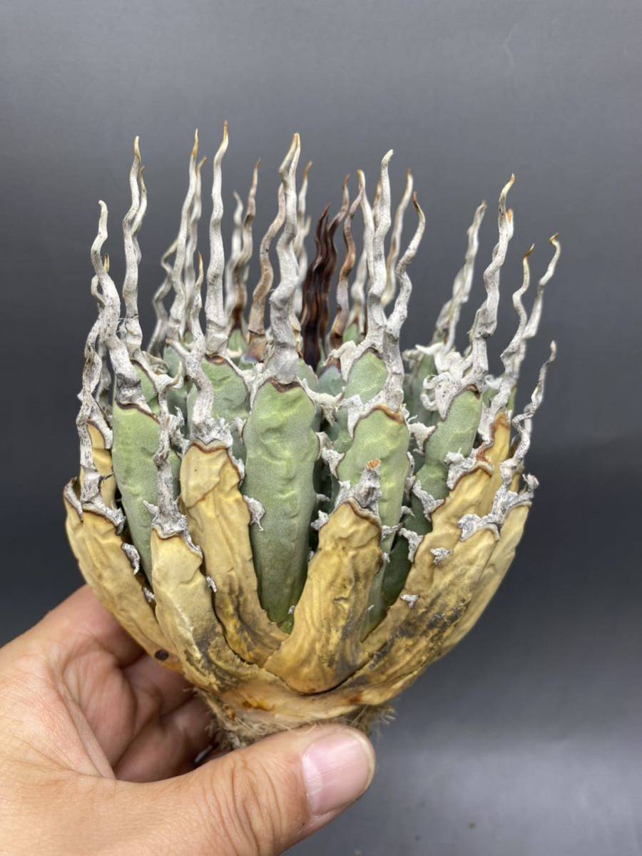 S1025-19 陽炎蕾形厚肉粗曲棘 アガベ ユタエンシス /Agave utahensis S1025-19 陽炎蕾形厚肉粗曲棘 アガベ ユタエンシス /Agave utahensis