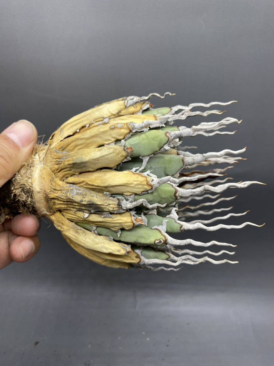 S1025-19 陽炎蕾形厚肉粗曲棘 アガベ ユタエンシス /Agave utahensis S1025-19 陽炎蕾形厚肉粗曲棘 アガベ ユタエンシス /Agave utahensis
