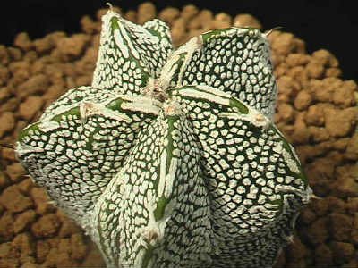 ★奈研★サボテン・多肉植物★500★白条複隆磐若　　実生Astrophytum　myriostigma ×Astrophytum　ornatum “HAKUJYO”約W3.1cm_画像1