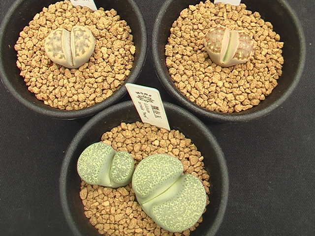 ★奈研★サボテン・多肉植物★649★リトープス3種set　麗虹玉/琥珀玉/麗春玉　 Lithops　ミララン2.5号鉢植え_画像1