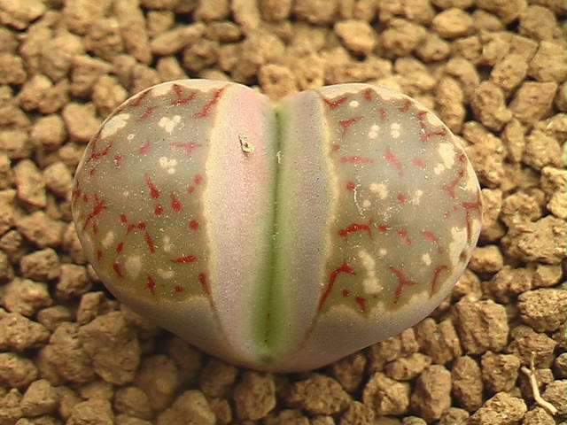 ★奈研★サボテン・多肉植物★649★リトープス3種set　麗虹玉/琥珀玉/麗春玉　 Lithops　ミララン2.5号鉢植え_画像2