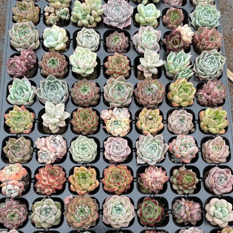 FM1 美苗50個セット可愛い 寄せ植え 多肉植物 エケベリア 韓国苗