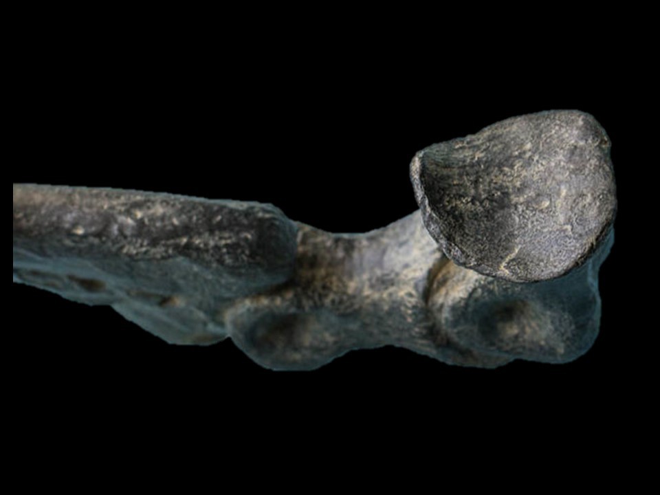 ◆実化石複製 ユタラプトル・フック Utahraptor 大型レプリカ　博物館クラス　◆_画像6