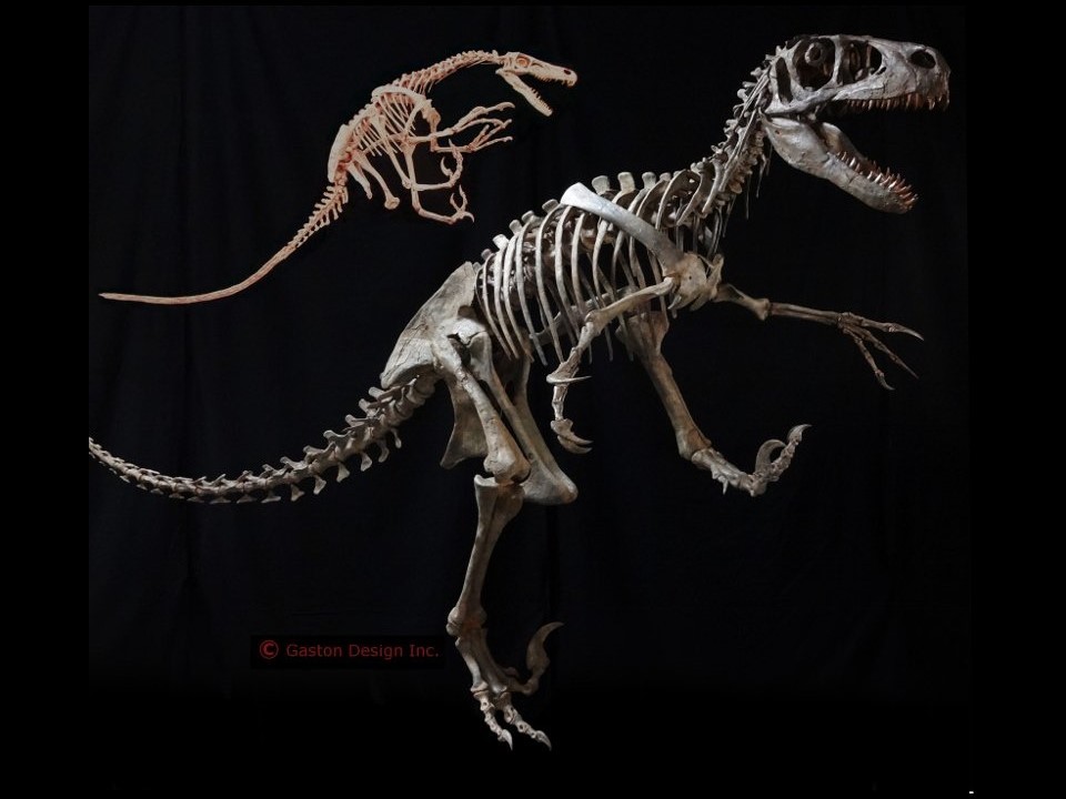 ◆実化石複製 ユタラプトル・フック Utahraptor 大型レプリカ　博物館クラス　◆_画像9