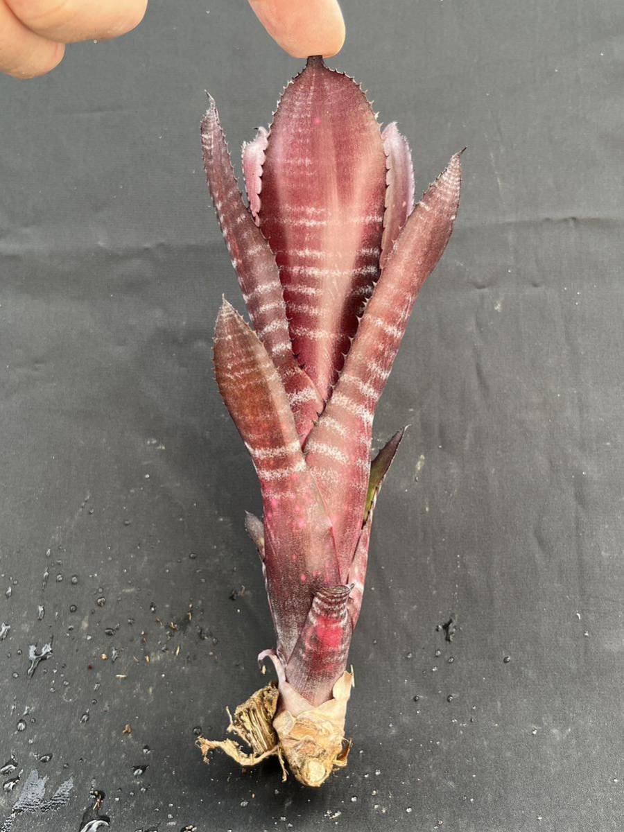 ビルベルギア Billbergia ‘Grand Finale’ from Australia_画像1