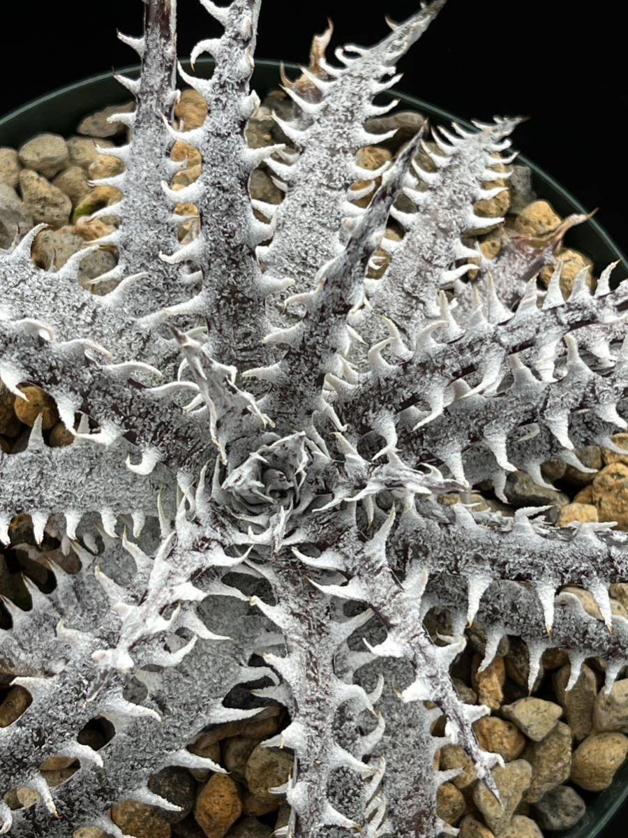 ディッキア Dyckia 'Route 40 ('Heaven & Hell' × 'Arizona' clone #40) from US_画像5