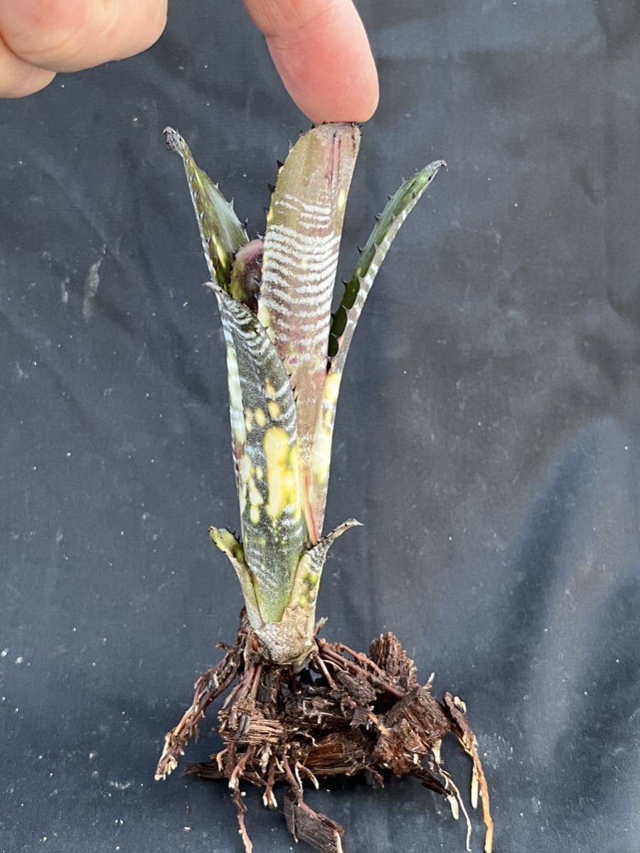 ビルベルギア Billbergia vittata ‘Domingos Martins’ from Australia ①_画像1