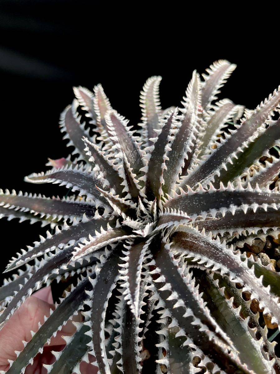 Dyckia BBB Bill Baker's hybrid from Bryan Chan ①_画像7