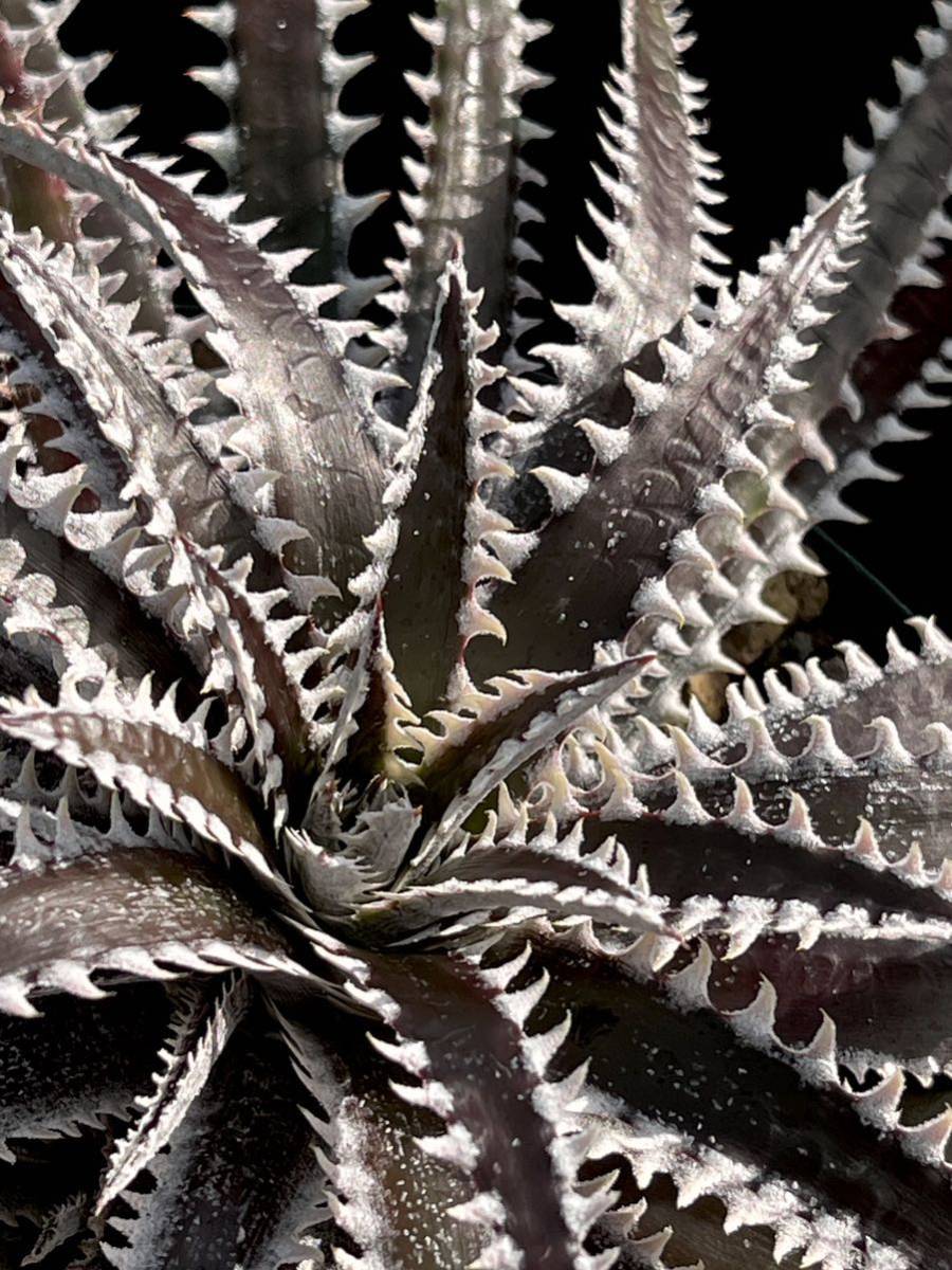 Dyckia BBB Bill Baker's hybrid from Bryan Chan ①_画像8