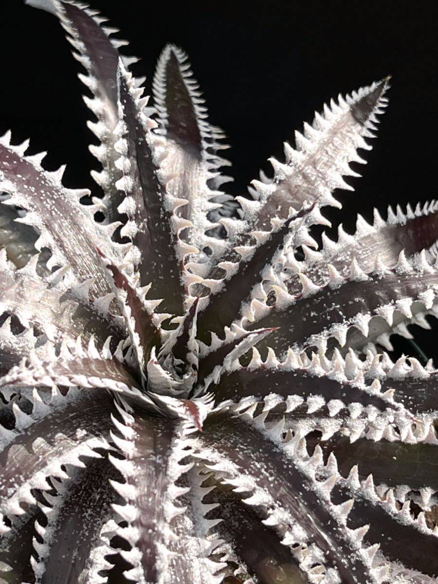 Dyckia BBB Bill Baker's hybrid from Bryan Chan ②_画像9