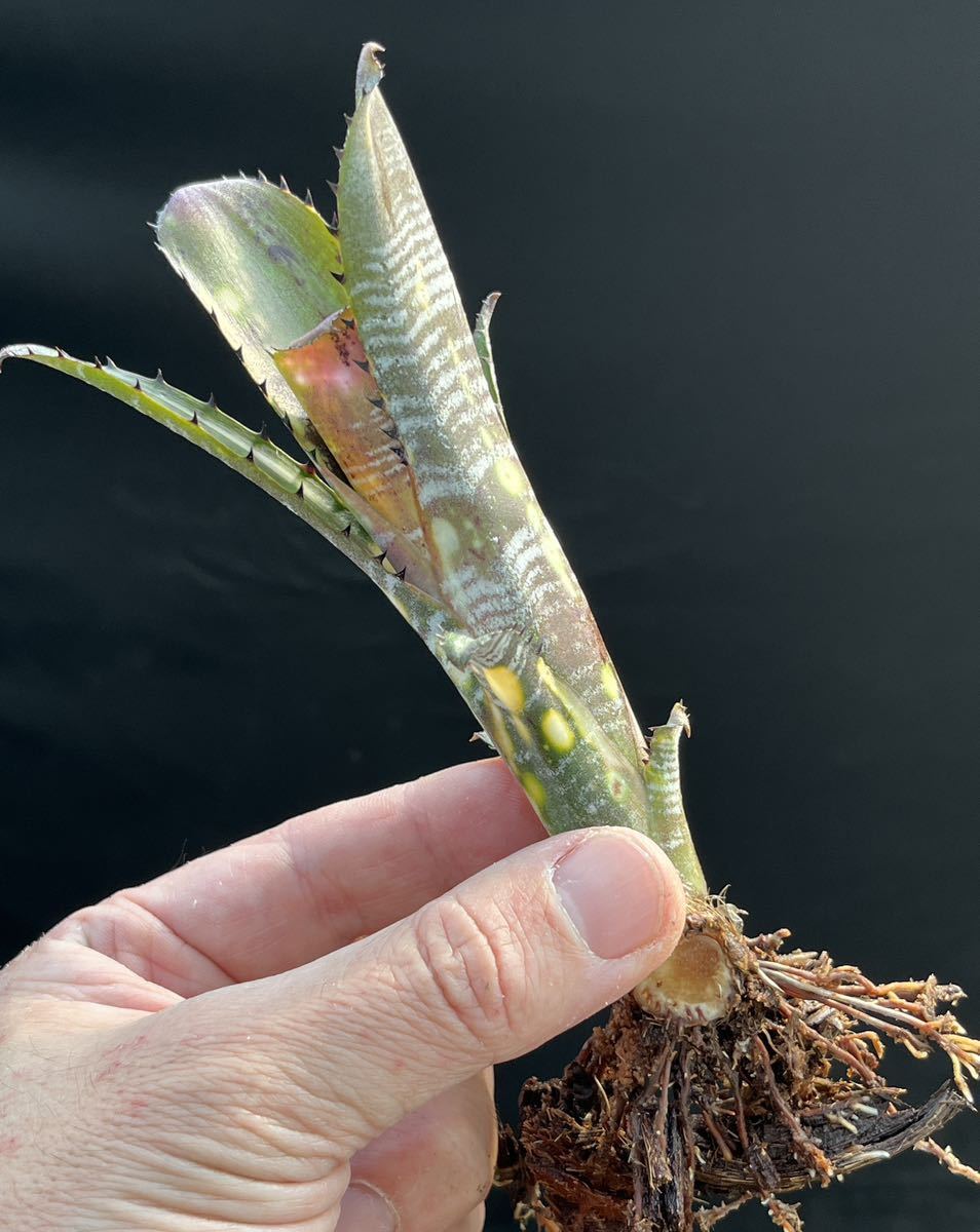 ビルベルギア Billbergia vittata ‘Domingos Martins’ from Australia ①_画像8