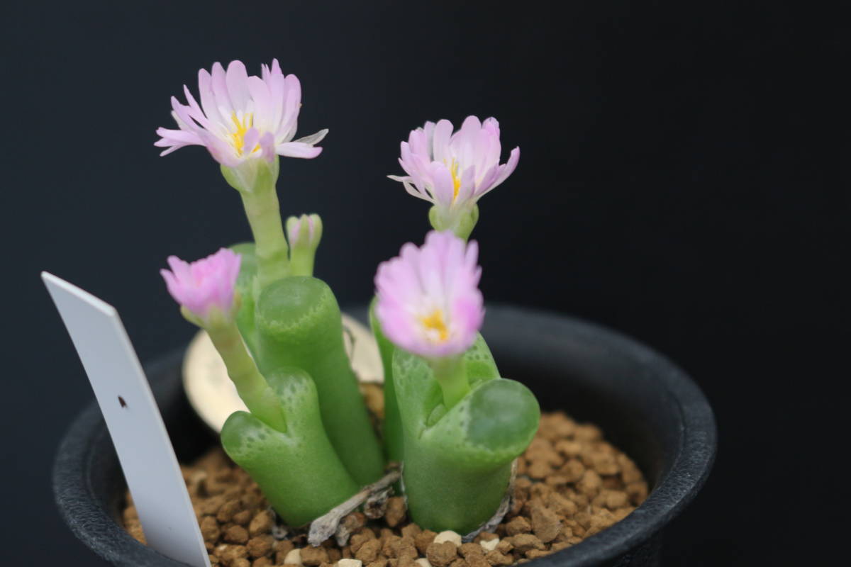 リンピダム　＊サボテン　多肉植物　コノフィツム　オフタルモフィルム_画像3