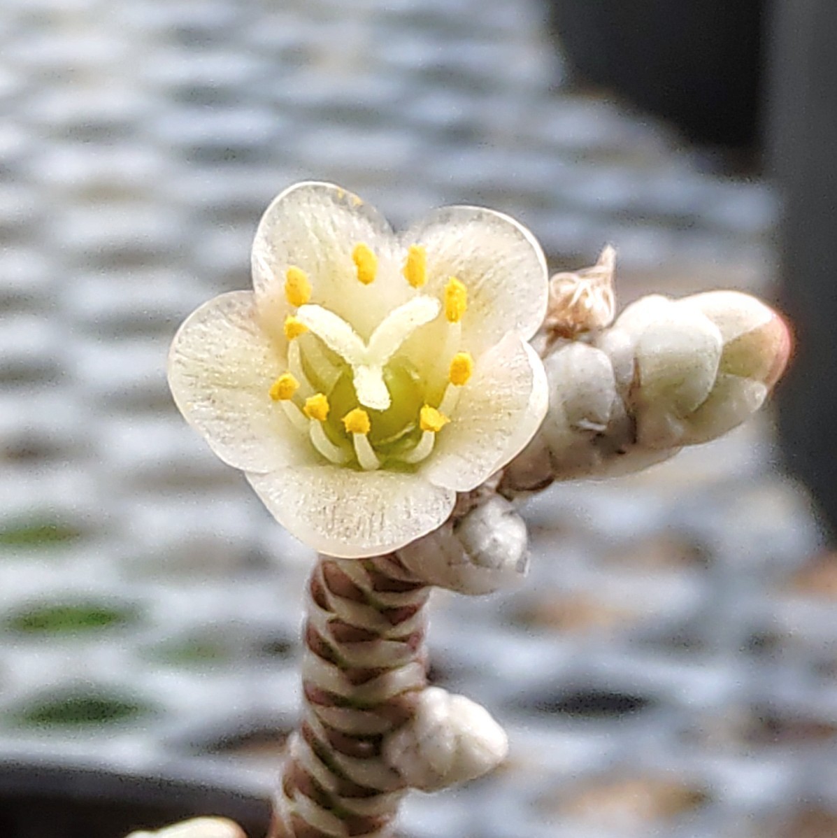 【自家採種“種子”/30粒】Avonia grisea (Rooiwal, RSA)/アボニア・グリセア//多肉植物_白い花