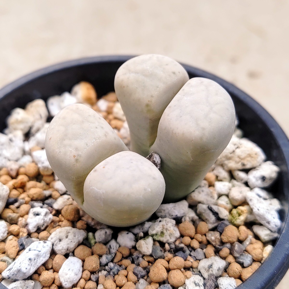 【自家採種“種子”/30粒】Lithops francisci (C 140)/リトープス 古典玉//多肉植物_白い肌