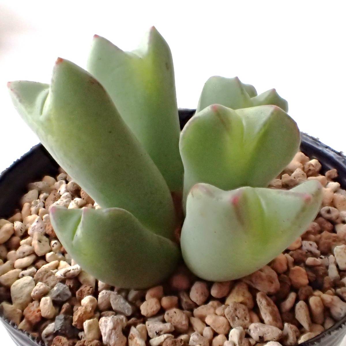 小菊の舞 Conophytum コノフィツム 多肉植物_画像5