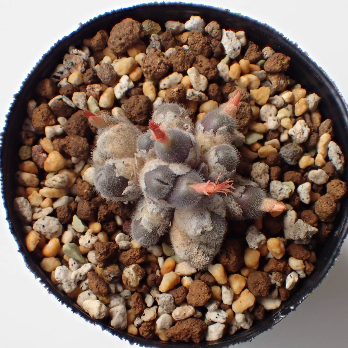 ステファニー Conophytum stephanii SB1120 Eenriet コノフィツム 多肉植物_画像2