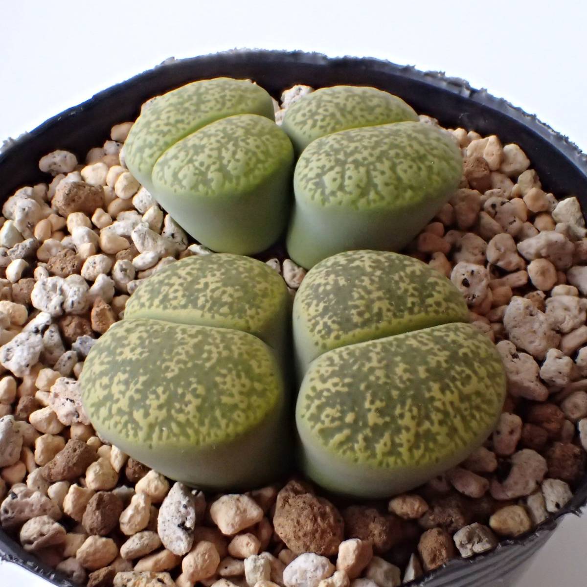 ベンターグリーン Lithops lesliei ssp. lesliei v. venteri 'Ventergreen' リトープス 多肉植物_画像3