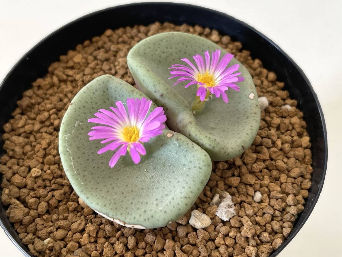 【交配済み】クラテリフォルメ コノフィツム Conophytum 多肉植物_画像3