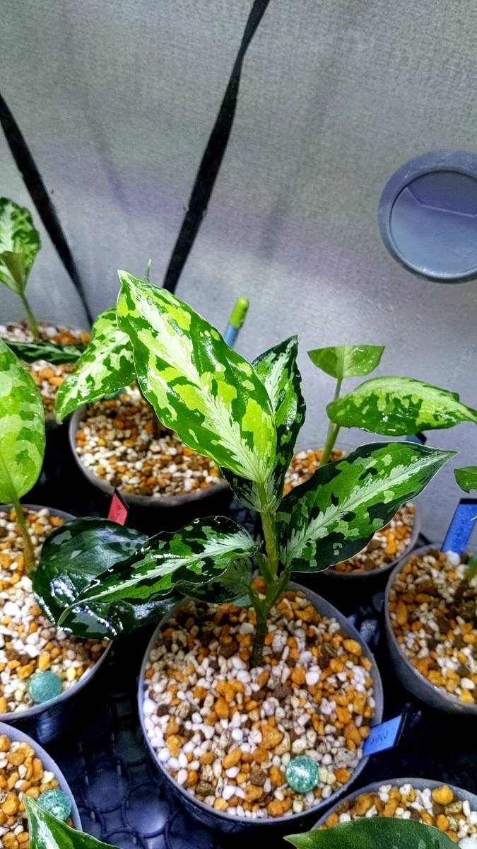 aglaonema pictum ”Laplace”UC from sibolga timur 【AZ0213-5c】箱