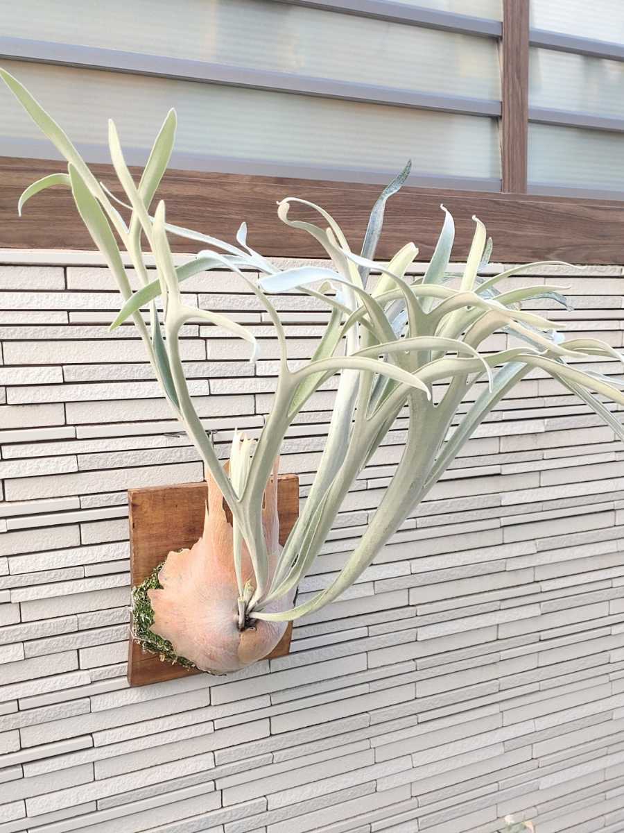 レモイネイ P. veitchii 'Lemoinei' 子株 株分け品 ベイチー レモイネイ P. veitchii 'Lemoinei' 子株 株分け品 ベイチー