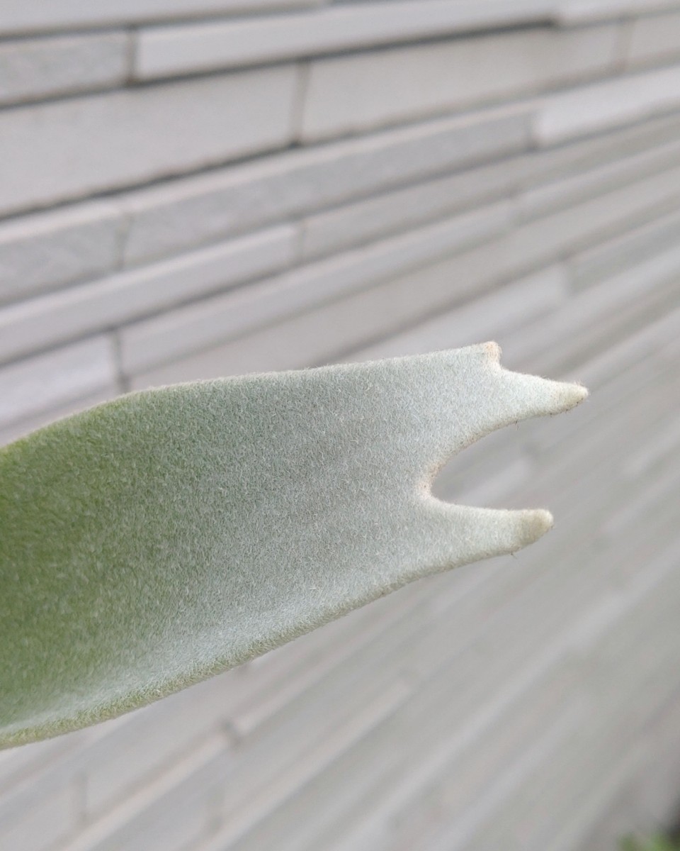 レモイネイ P. veitchii 'Lemoinei' 子株 株分け品 ベイチー レモイネイ P. veitchii 'Lemoinei' 子株 株分け品 ベイチー