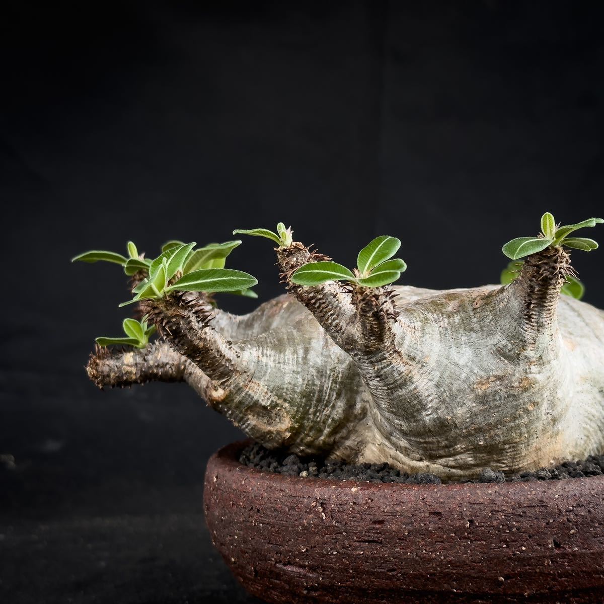 Pachypodium rosulatum var. makayense / パキポディウム マカイエンセ 【微発根】 / グラキリス パキプス_画像6