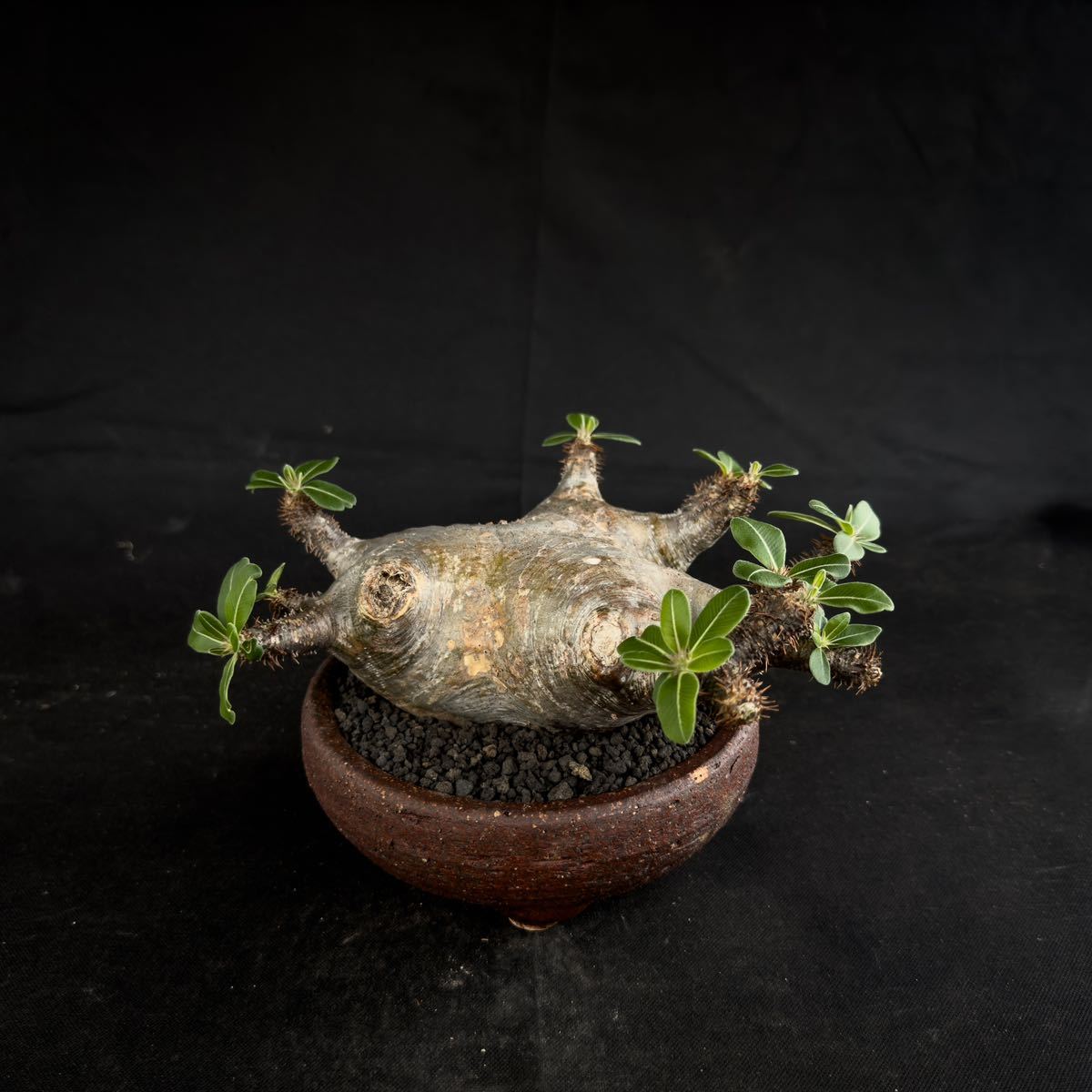 Pachypodium rosulatum var. makayense / パキポディウム マカイエンセ 【微発根】 / グラキリス パキプス_画像2
