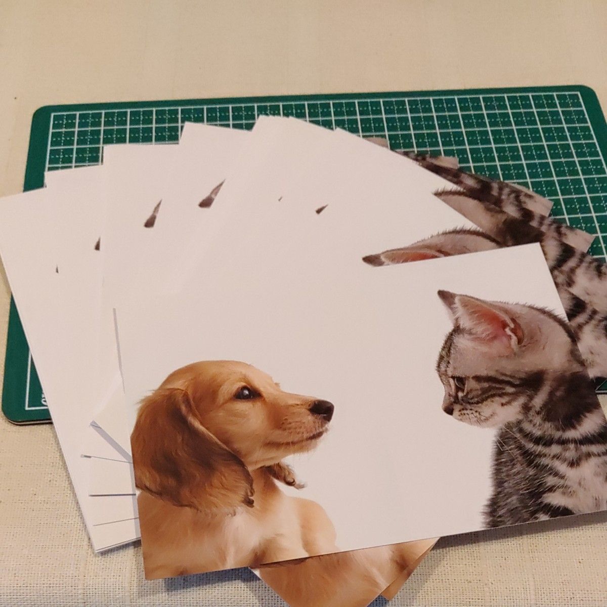 犬と猫のポストカード２０枚セット