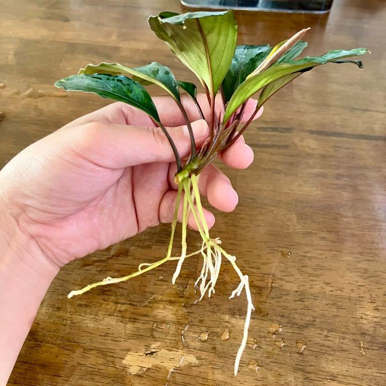 【特別出品】 ブセファランドラ sp.オリーバ 【カミハタ】 Yahoo!オークション - Bucephalandra sp.オリーバ【カミハタ