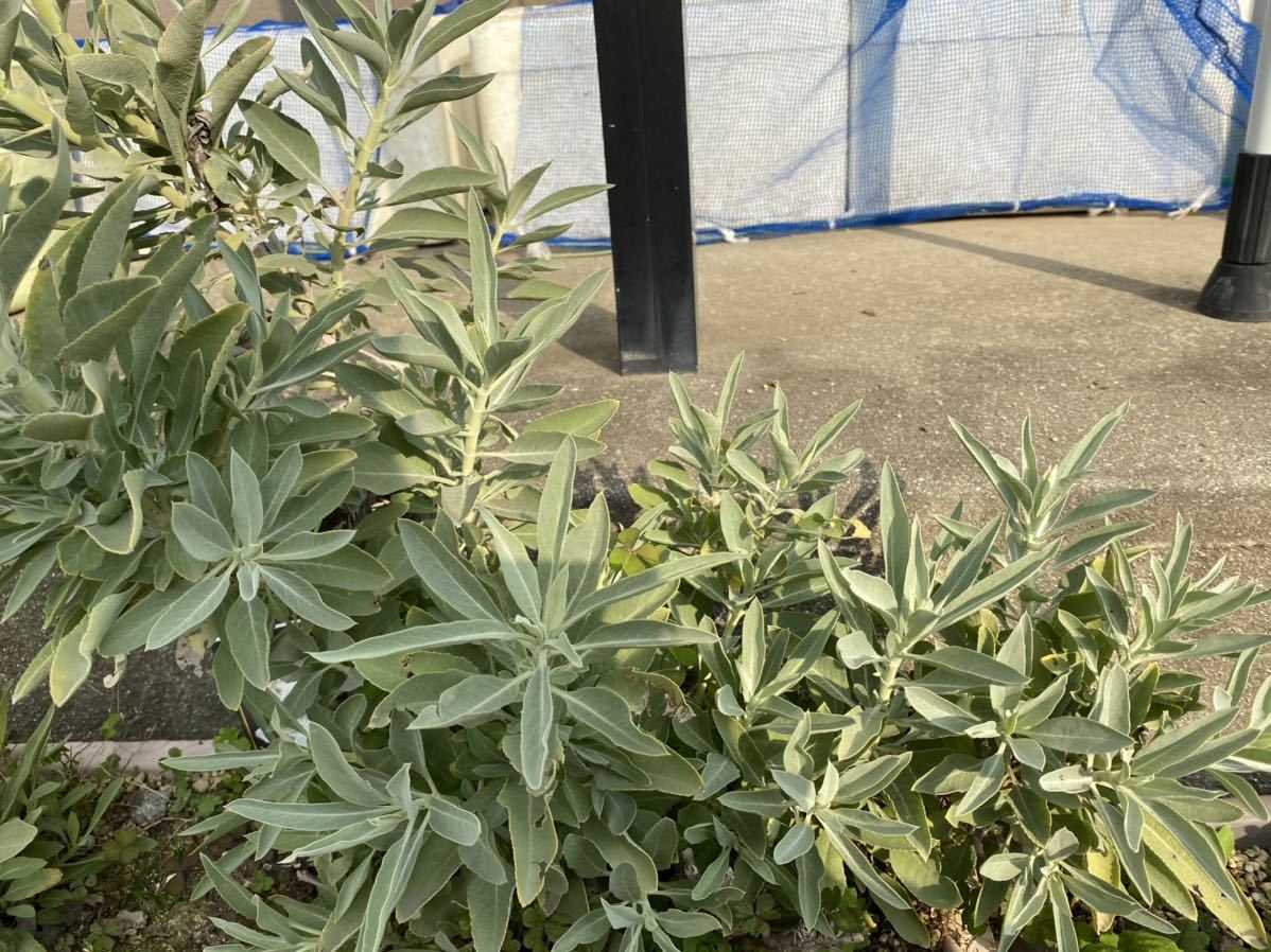  white sage cluster 10g less pesticide own cultivation 2023 year .. minute 