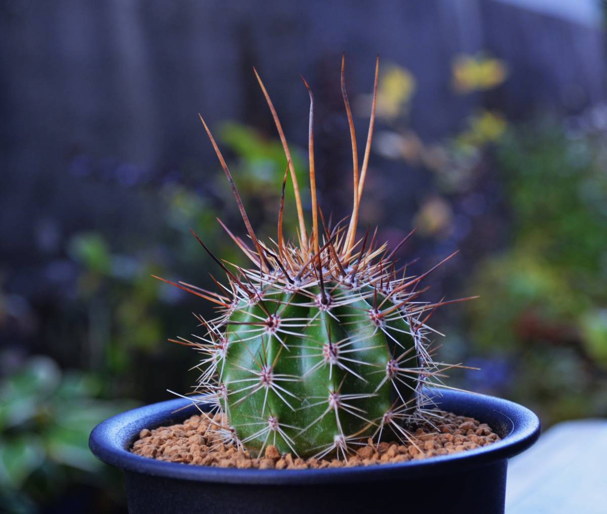 ★多肉植物★サボテン★Carnegiea gigantea・超長刺【弁慶柱】3.5号・実生・希少選抜・刺長6cm以上・全高19ｃｍ・全径８ｃｍ・現品_画像4