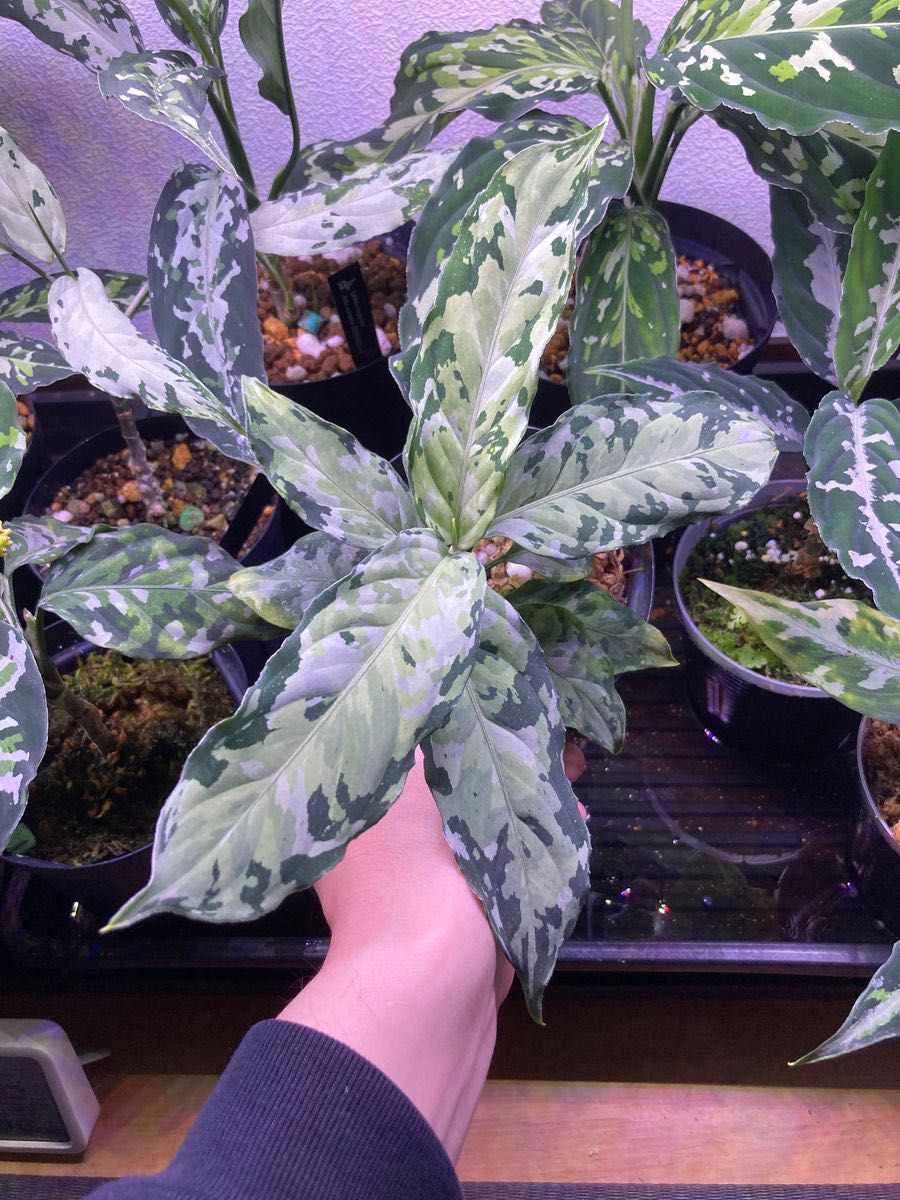 LA便 Aglaonema pictum tricolor【LA1115-01T】アグラオネマ ピクタム