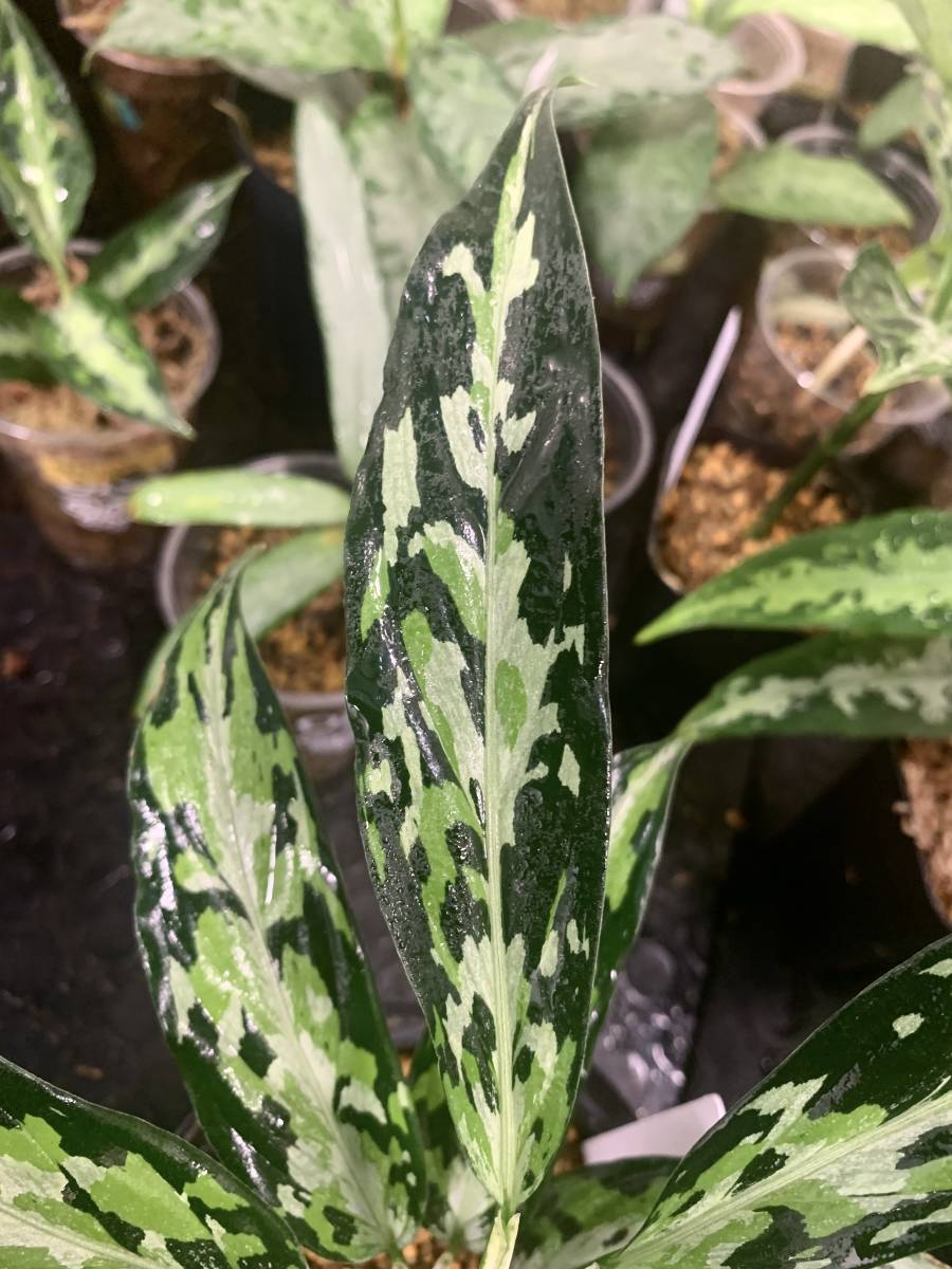 Aglaonema pictum　アグラオネマ　ピクタム　トリカラー　エウレカタイプ　ＡＺ便#ナロータイプ　細葉　_参考親株です