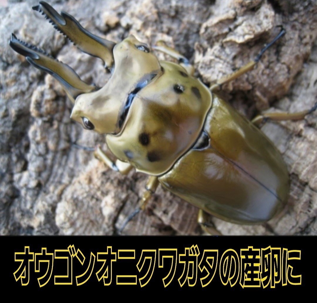  stag beetle. production egg tree is kore. strongest.! valuable! leather la.. material [2 pcs set ] extra-large L size .. done . therefore mold not . water . un- necessary. 