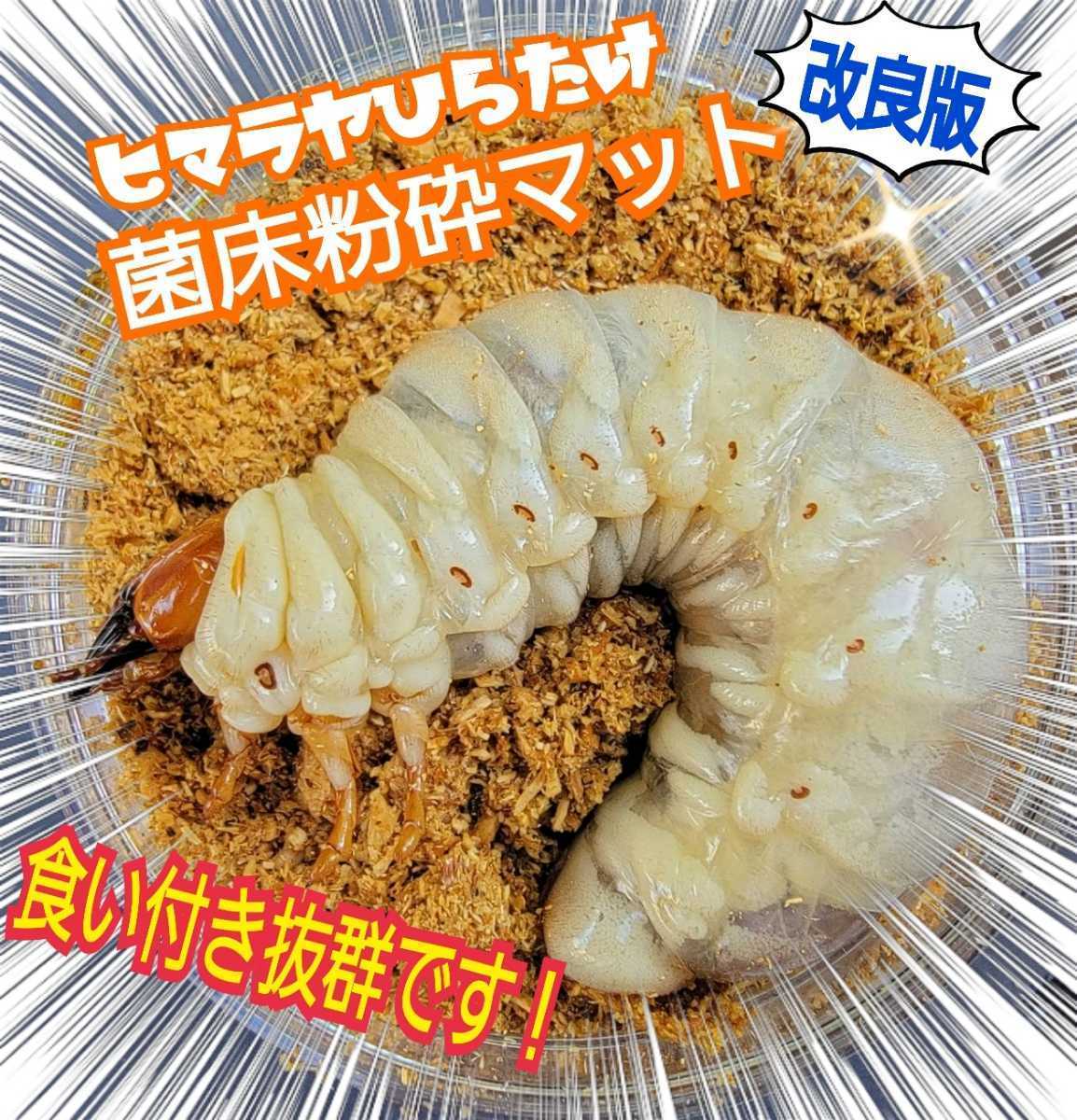 【改良版】ヒマラヤひらたけ菌床クワガタマット☆瓶やプリンカップに詰めるだけ☆オオクワ、ニジイロ、ヒラタ、ノコギリ幼虫が大きくなる!