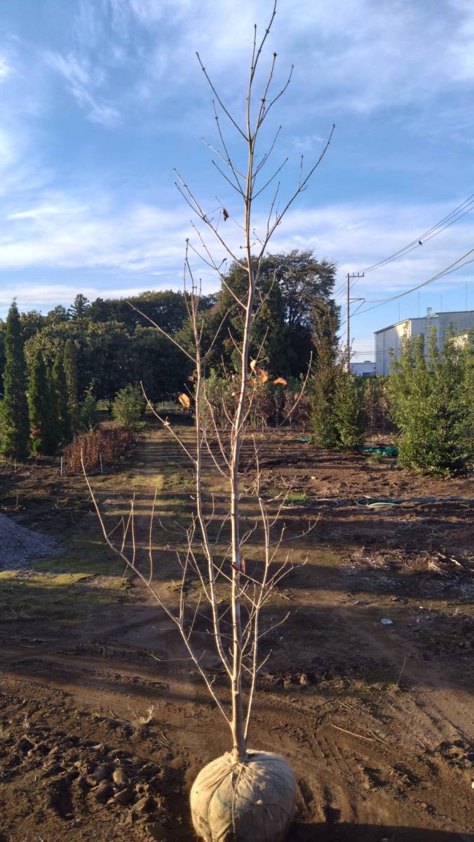  deciduous tree great popularity fraxinus lanuginosa 3m rank * receipt limitation (pick up) vicinity only delivery possibility *( separate charge ) Saitama prefecture day height city .. exhibition 