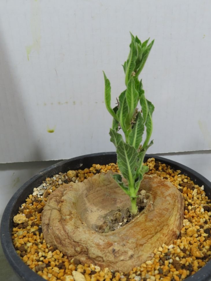 メ0308 「多肉植物】ブラキステルマ プロカモイデス 植え【未発根・Brachystelma plocamoides】_画像1