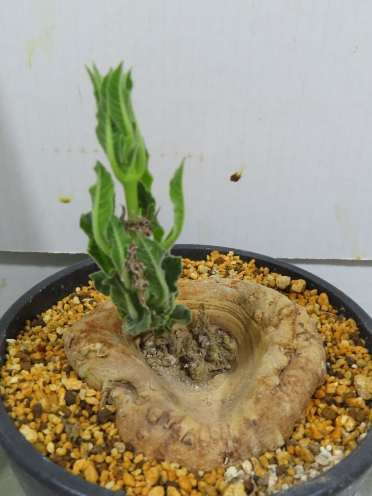 メ0308 「多肉植物】ブラキステルマ プロカモイデス 植え【未発根・Brachystelma plocamoides】_画像3