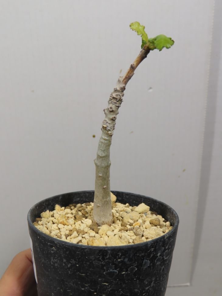 ユ8037「塊根植物」ボスウェリア ナナ 植え【未発根・Boswellia nana