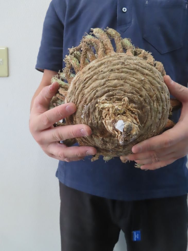 レ0662 「多肉植物」ユーフォルビア フスカ 大 抜き苗【最新到着 レ0662 「多肉植物」ユーフォルビア フスカ 大 抜き苗【最新到着