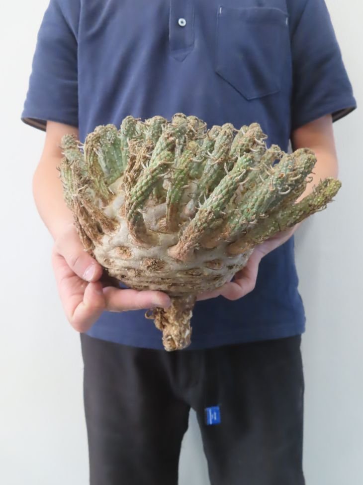 レ0662 「多肉植物」ユーフォルビア フスカ 大 抜き苗【最新到着 レ0662 「多肉植物」ユーフォルビア フスカ 大 抜き苗【最新到着