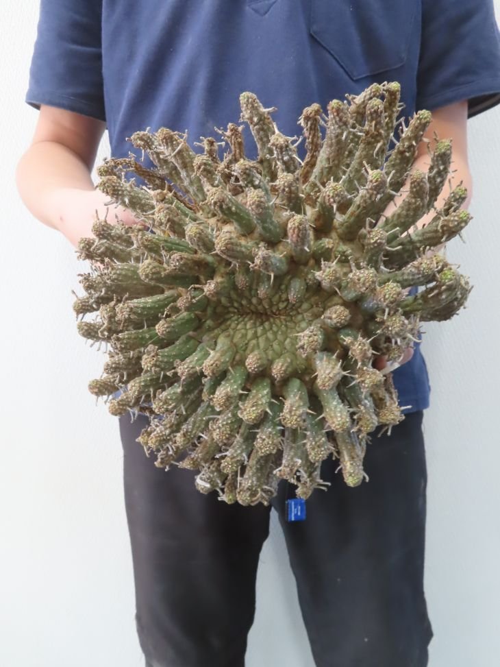レ0662 「多肉植物」ユーフォルビア フスカ 大 抜き苗【最新到着 レ0662 「多肉植物」ユーフォルビア フスカ 大 抜き苗【最新到着