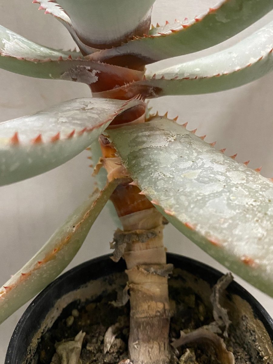 ラ3129 「実生」アロエ パキダクティロス【多肉植物・アロエ・種から発芽！Aloe pachydactylos】_画像6