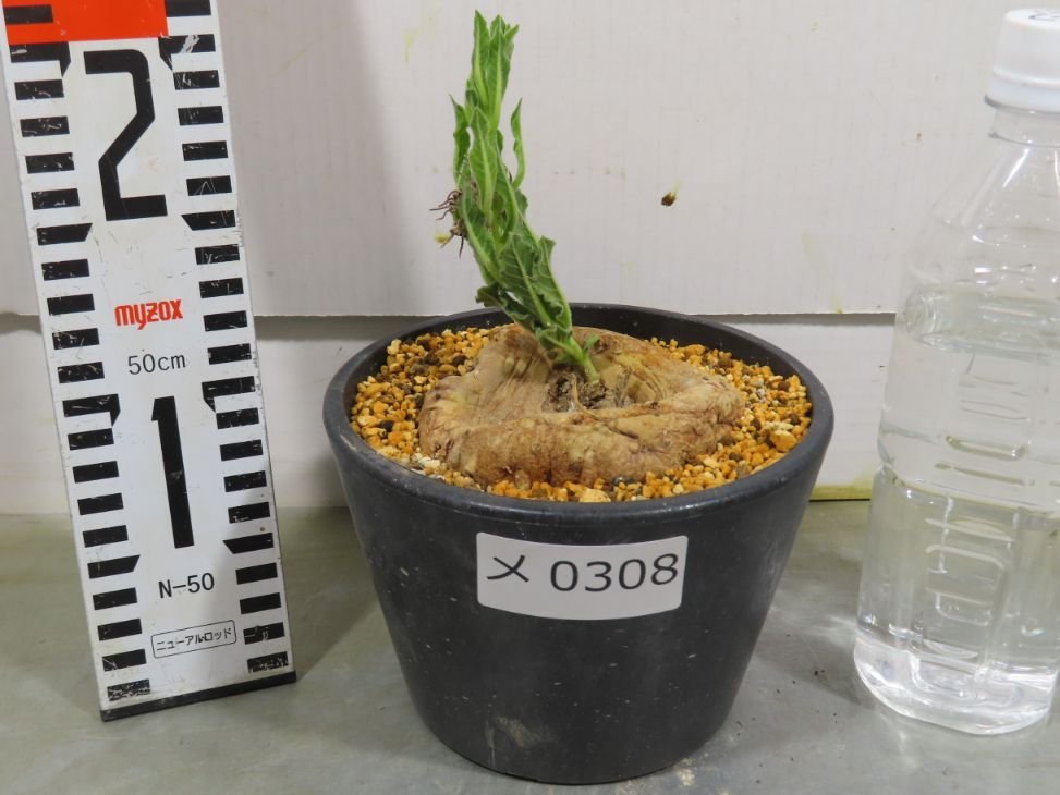 メ0308 「多肉植物】ブラキステルマ プロカモイデス 植え【未発根・Brachystelma plocamoides】_画像5