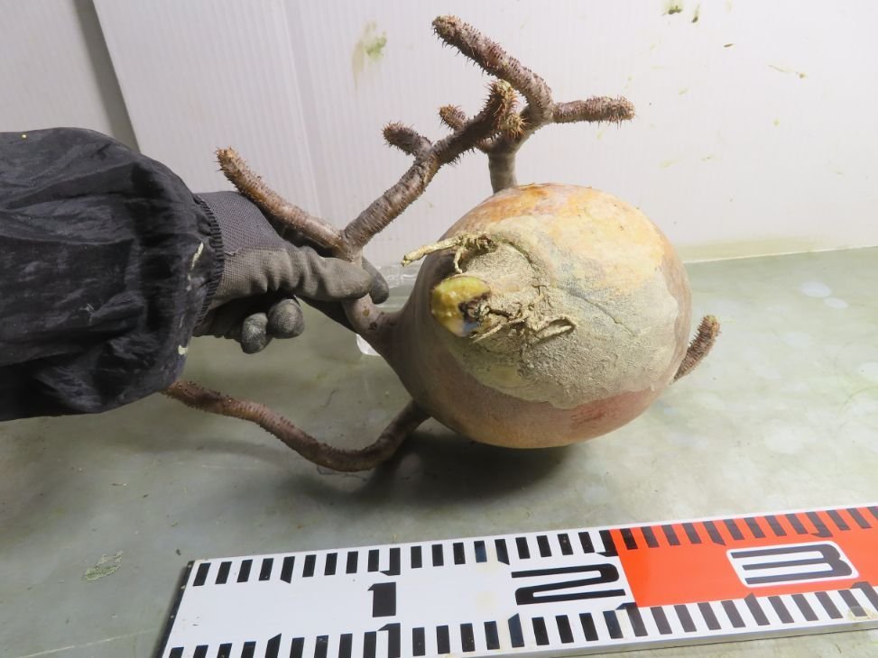 ユ塊根植物パキポディウム グラキリス ML 抜き苗最新