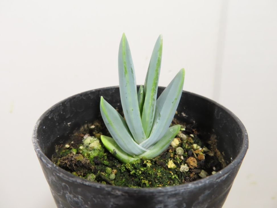 ヨ0095 「実生」アロエ　ロンギスティラ 【種から発芽・発根・Aloe longistyla・百鬼夜行・多肉植物】_画像1