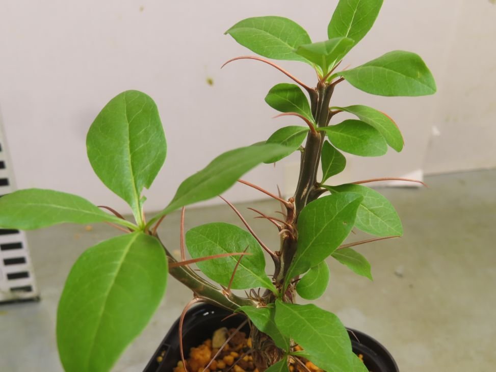 ル4409 「実生」フォークイエリア マクドガリー 植え【未発根・多肉植物・Fouquieria macdougalii・塊根植物】_画像7