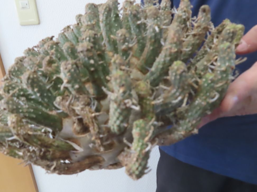 レ0662 「多肉植物」ユーフォルビア フスカ 大 抜き苗【最新到着 レ0662 「多肉植物」ユーフォルビア フスカ 大 抜き苗【最新到着
