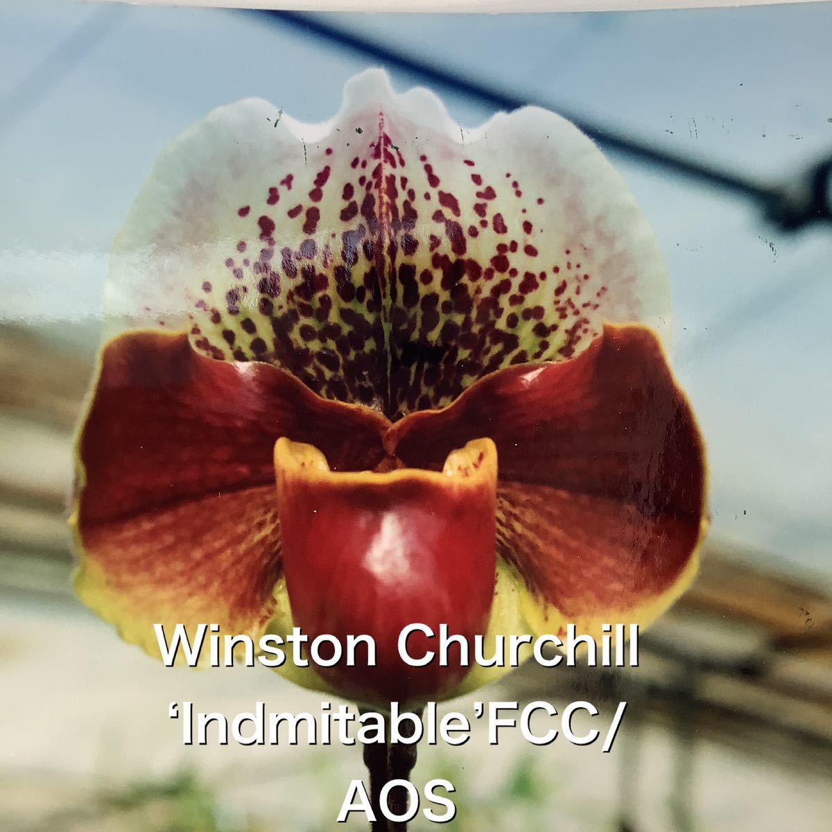 洋蘭　パフィオ　Paph Paphiopedilum Winston Churchill ‘Indmitable’ FCC/AOS
